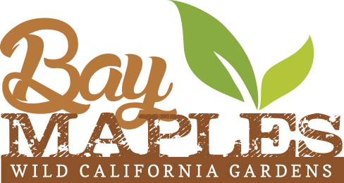 Bay Maples logo
